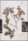 Foto von Salix caprea L. x Salix repens L.